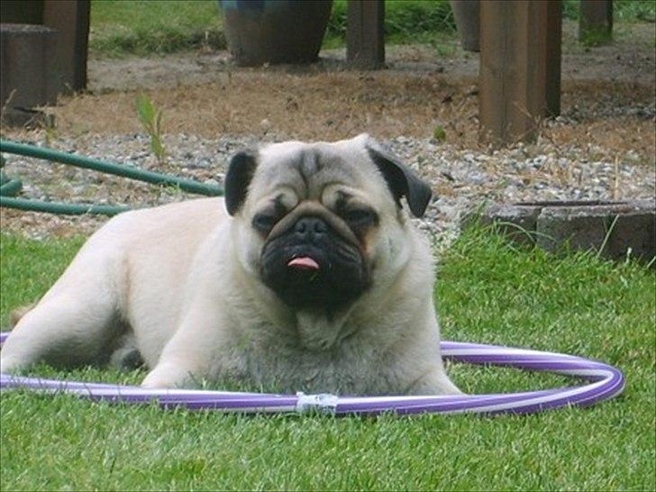 Mops Orla - Orla rækker tunge. billede 13