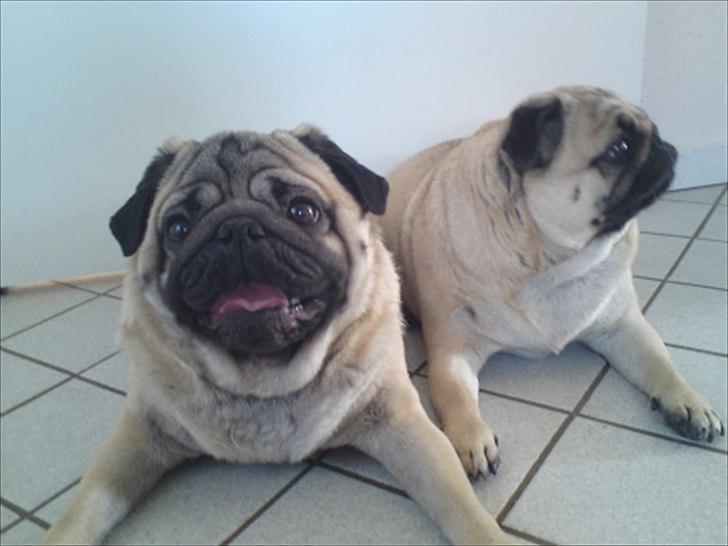 Mops Orla - Orla forest - "søster" Karla i baggrunden. billede 14