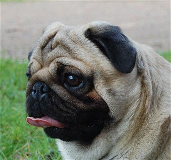 Mops Orla - Årh er han ikke bare DEJLIG. Elsker min moppe dreng. billede 15