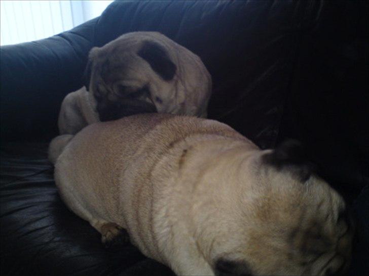 Mops Orla - Èn ting er der da godt i en søster - når man er tung i hovedet..... billede 16