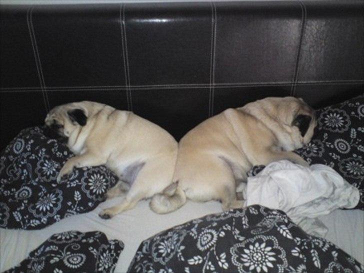 Mops Orla - En meget tidlig morgen kl 04.45 - Vi skulle op og på arbejde - det skulle mopserne ikke. billede 17