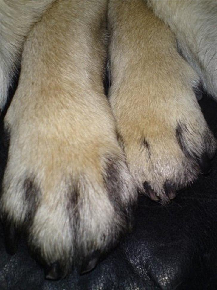 Mops Orla - Vi skal gå hånd i hånd gennem livet du og jeg. billede 18