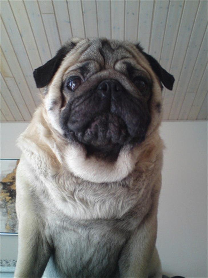 Mops Orla - Hva så dernede :) billede 19