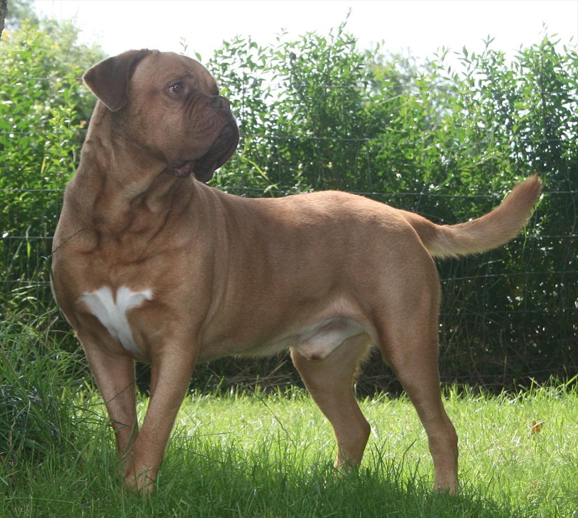 Dogue de bordeaux Armani - Armani 7 år gammel. billede 9