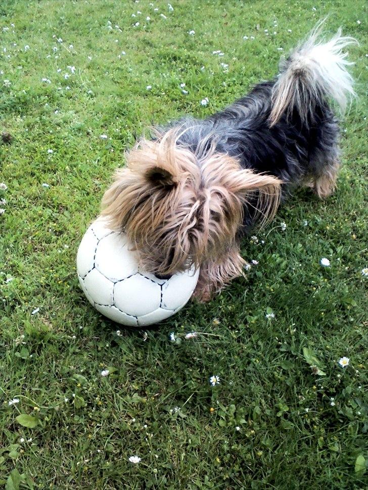Australsk terrier Anton billede 1