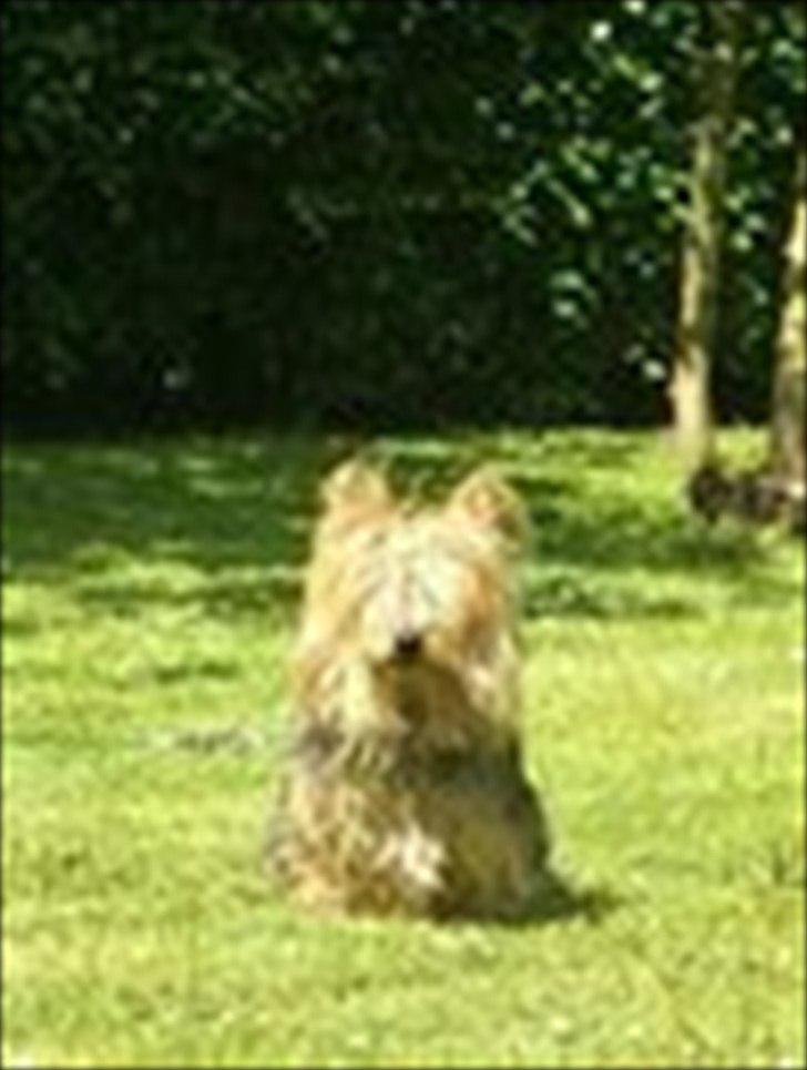 Australsk terrier Anton billede 2