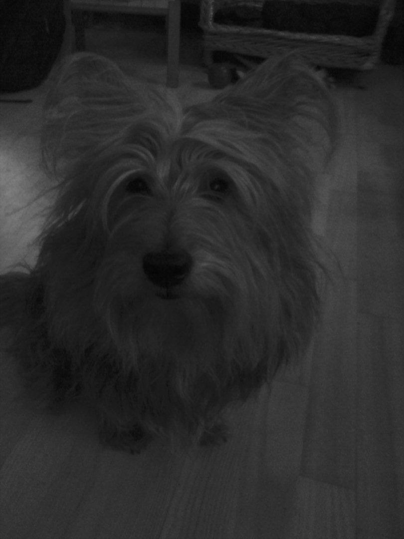 Australsk terrier Anton billede 3