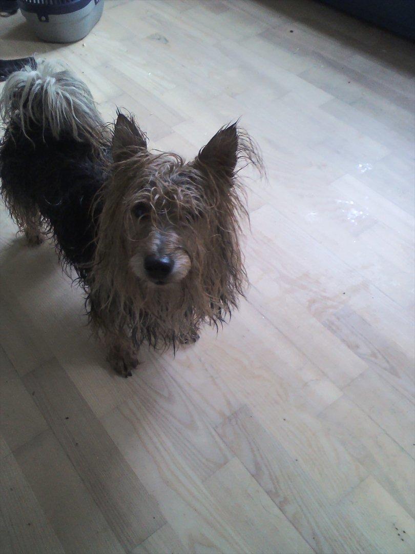 Australsk terrier Anton billede 4