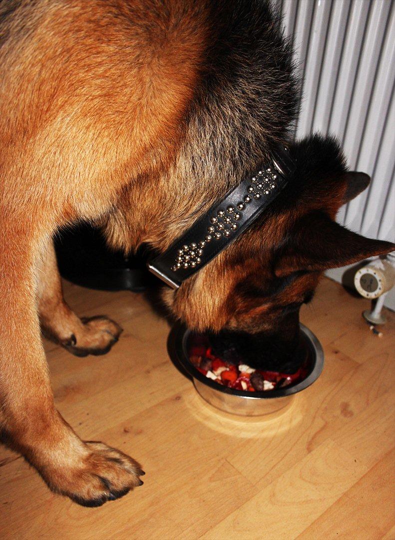 Schæferhund Weibrechts Kashmir - forkælede hund! peberfrugt, gulerødder, frisk mozzarela, og engelsk bøf. og så på en onsdag(;  billede 14