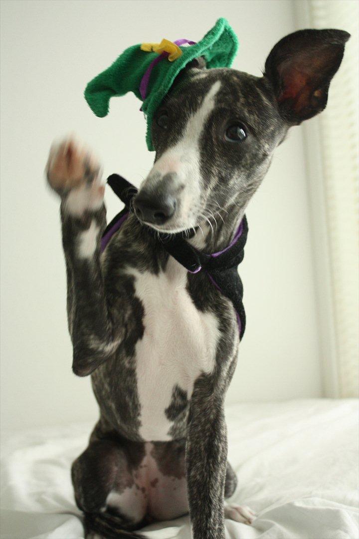 Whippet Anastasia - August 2011 billede 7