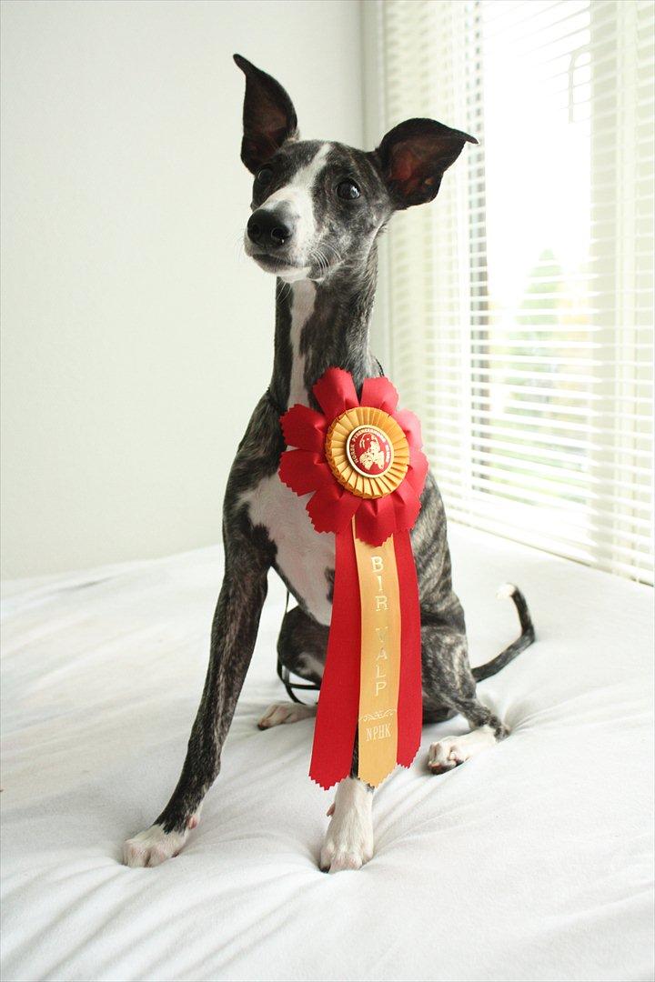 Whippet Anastasia - August 2011 billede 5