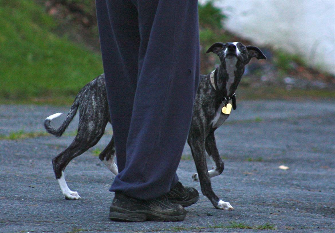 Whippet Anastasia - September 2011 billede 8