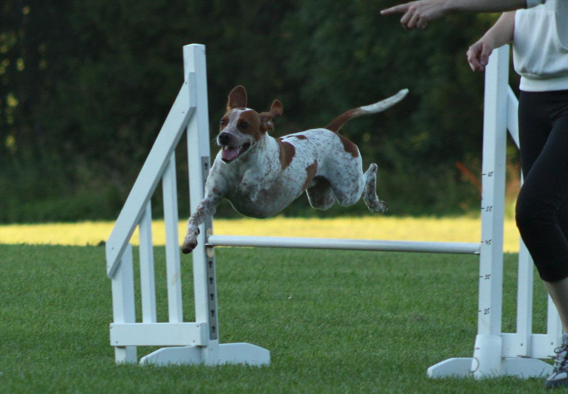 Blanding af racer Tazman - August 2011 billede 9