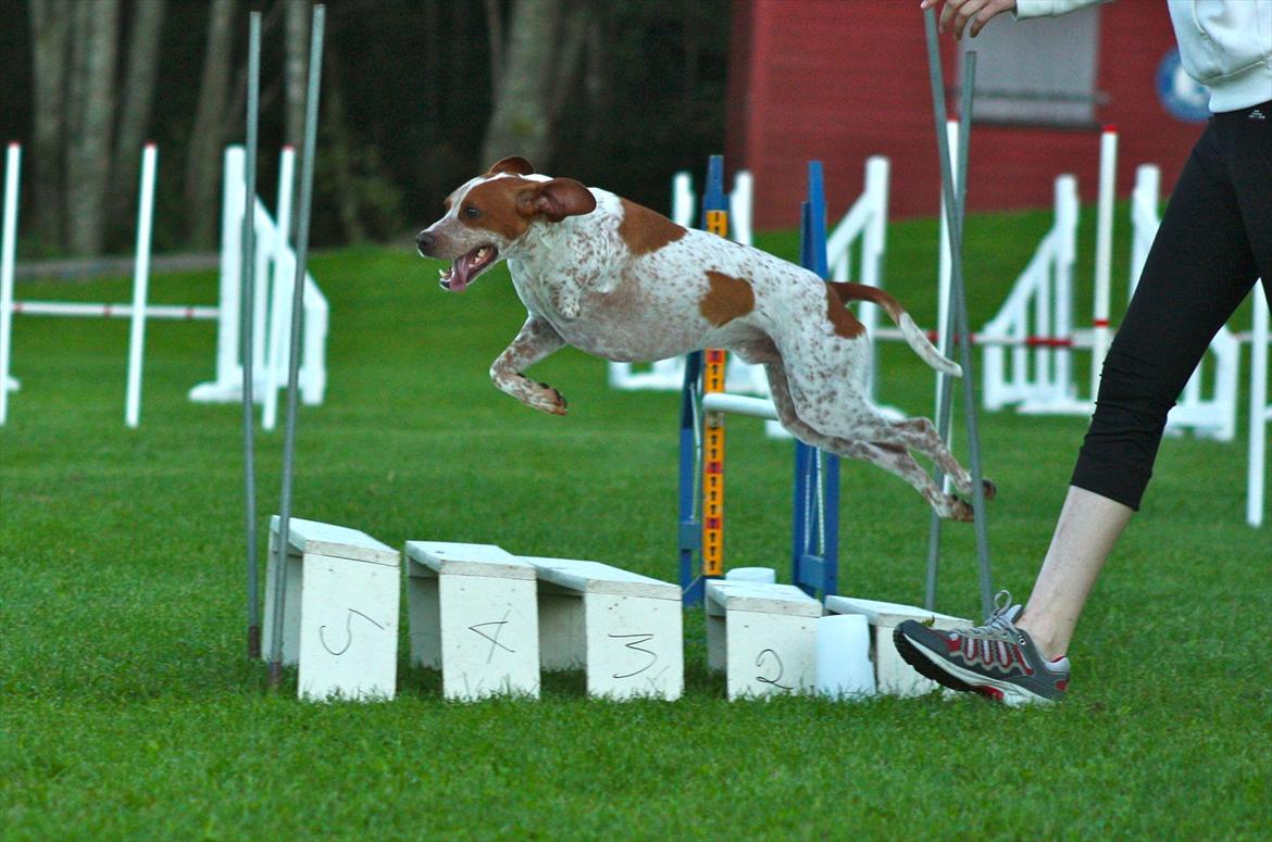 Blanding af racer Tazman - August 2011 billede 10