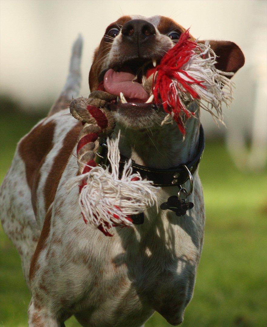 Blanding af racer Tazman - September 2011 billede 12