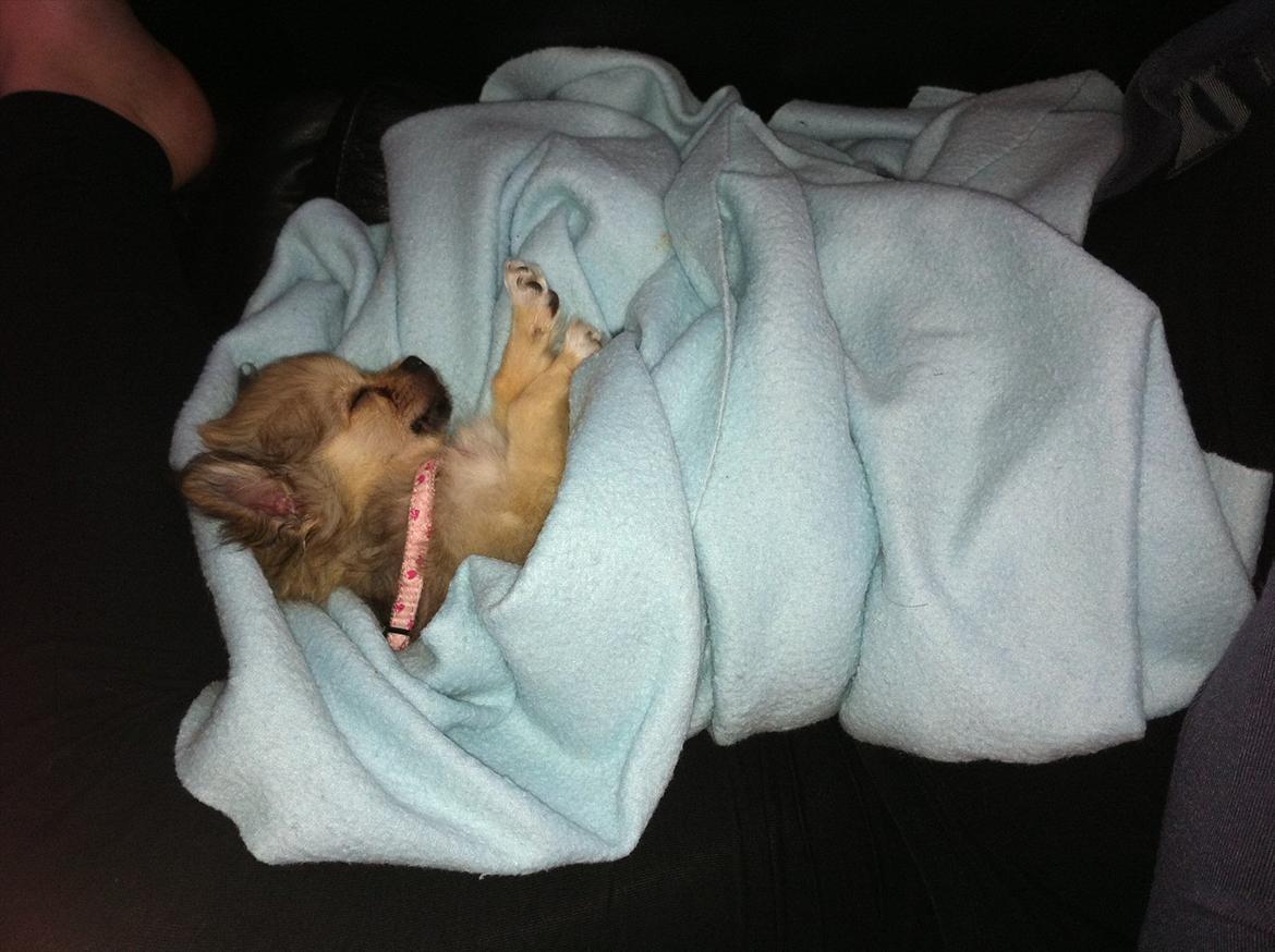 Chihuahua Cirkeline billede 6