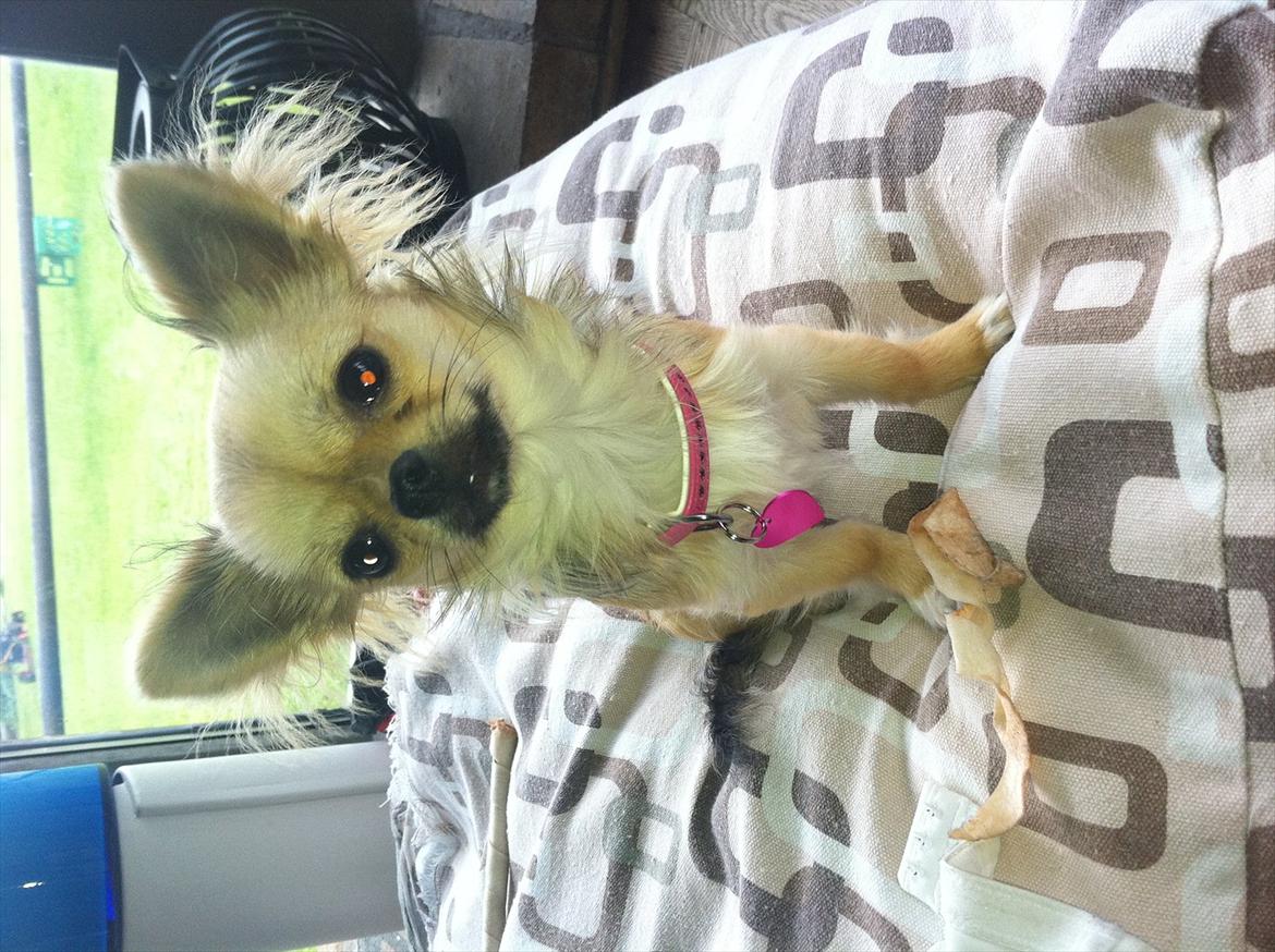 Chihuahua Cirkeline - Har lige købt dette halsbånd og hundetegn i dag - man er vel en lille lyserød pige! billede 9