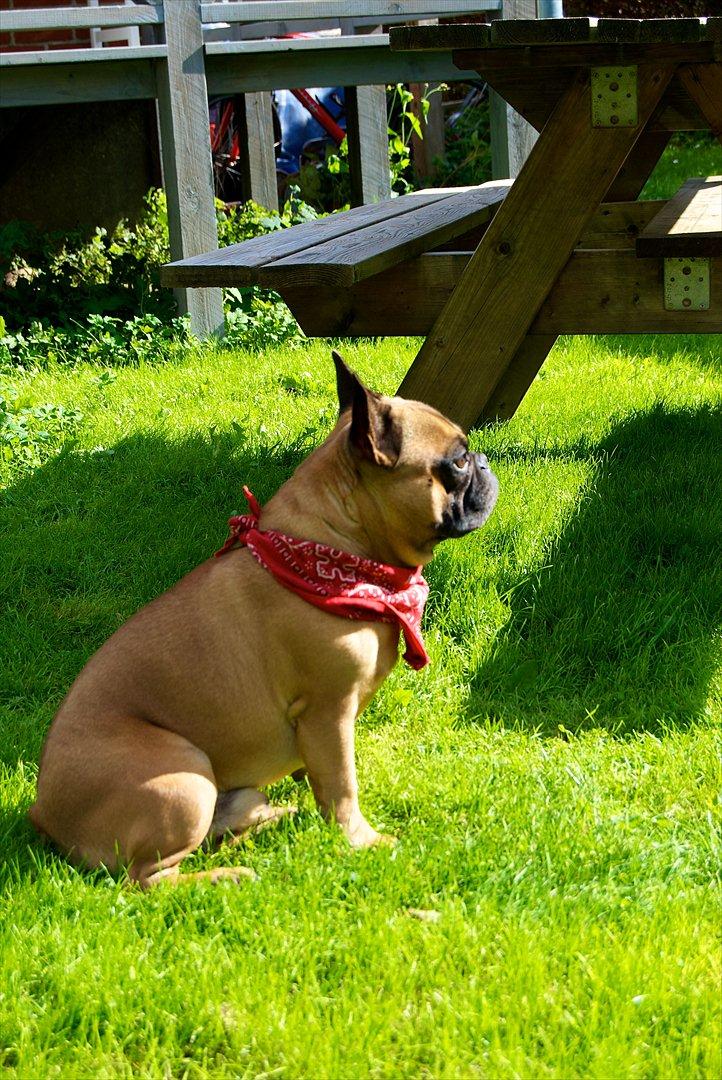 Fransk bulldog Monty billede 7