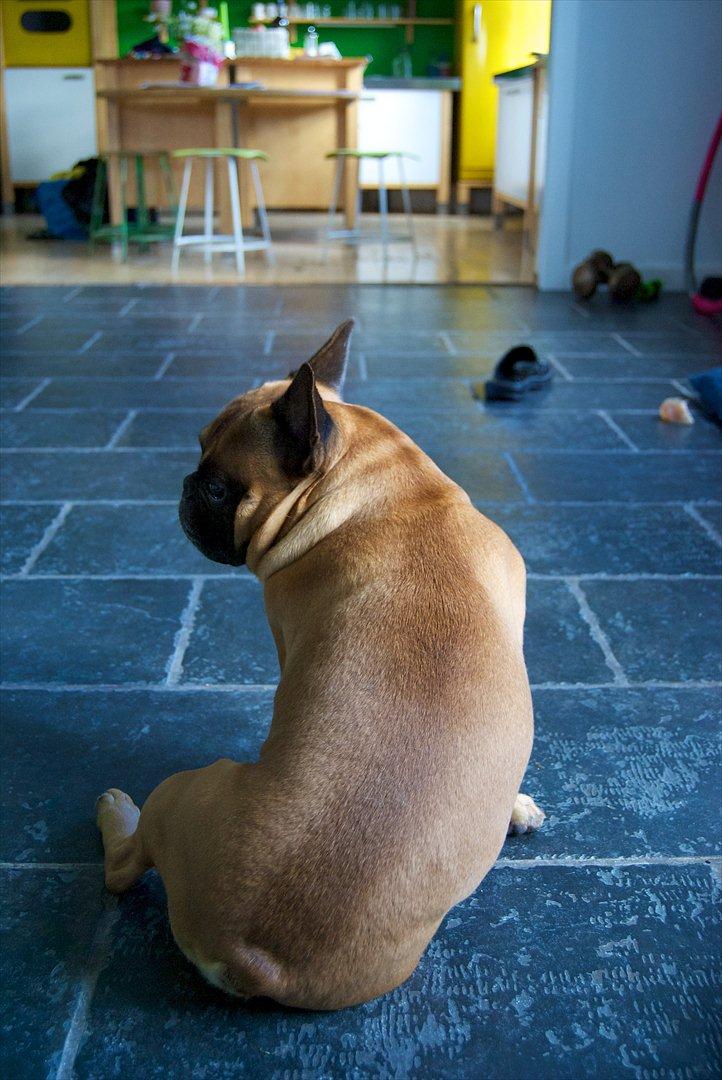 Fransk bulldog Monty billede 8