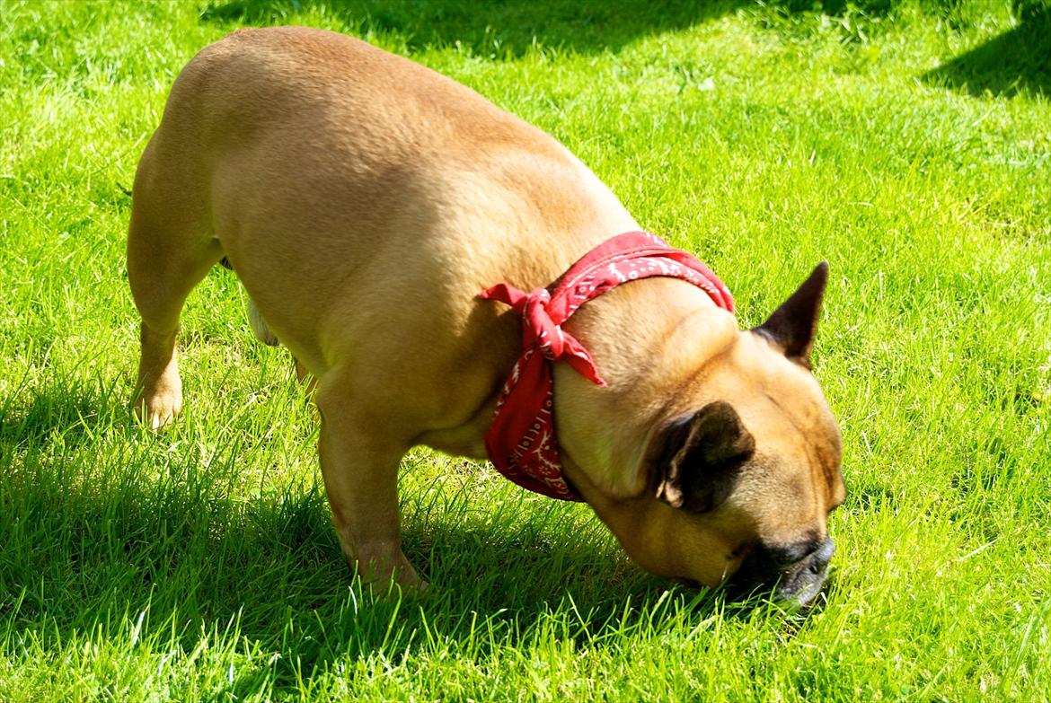 Fransk bulldog Monty billede 9