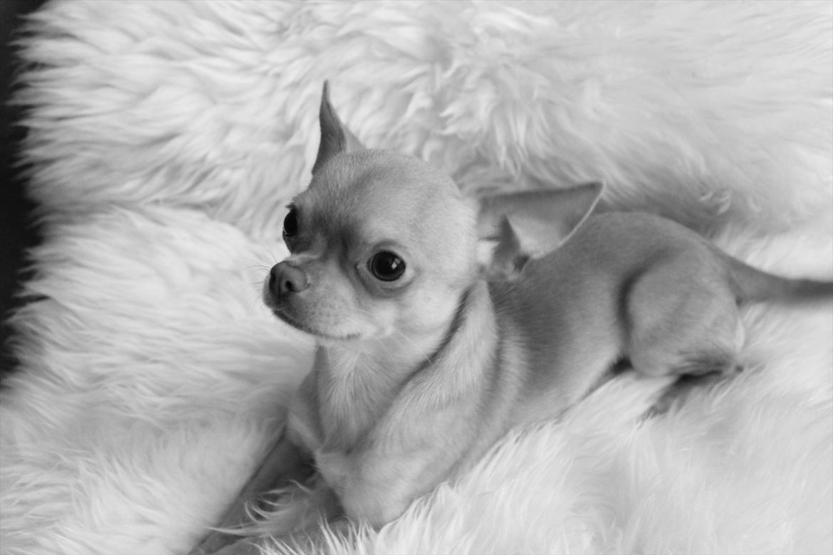 Chihuahua  ¨˜”°º•Snooki•º°”˜¨ billede 1