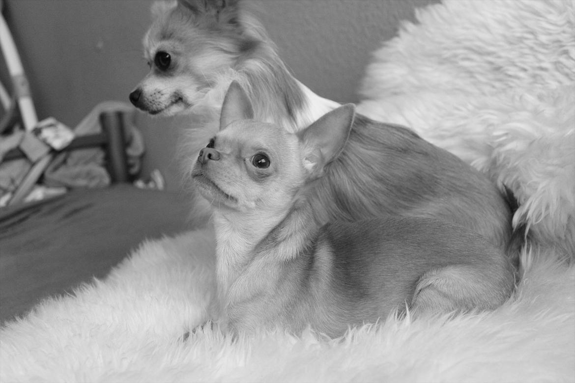 Chihuahua  ¨˜”°º•Snooki•º°”˜¨ billede 6