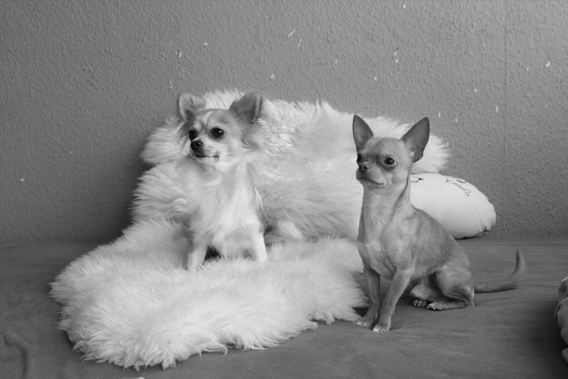 Chihuahua  ¨˜”°º•Snooki•º°”˜¨ billede 2