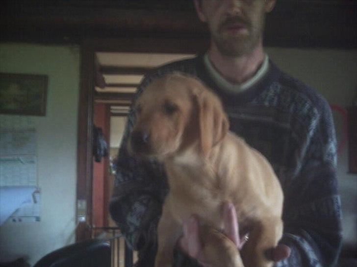 Labrador retriever Kenja Timber Road billede 1