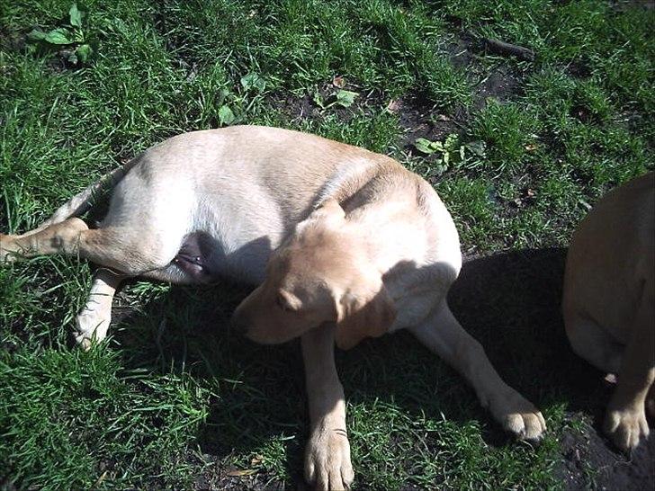 Labrador retriever Kenja Timber Road - 7 uger gammel , hvor er mine søskende henne har de gemt sig . billede 2