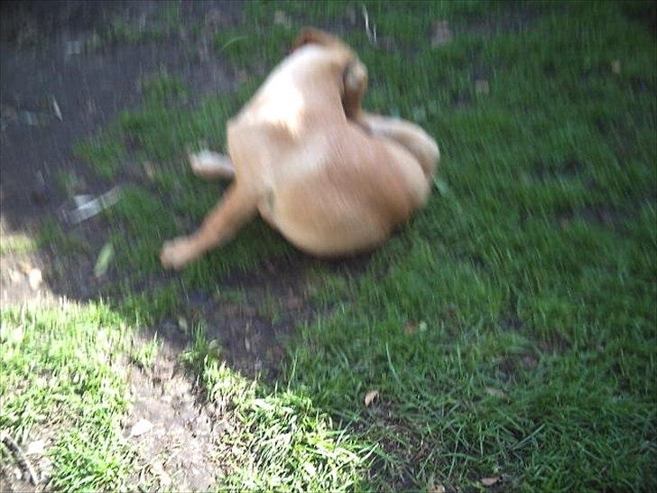 Labrador retriever Kenja Timber Road - Nå der er de andre det var godt. billede 3