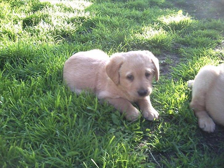 Labrador retriever Kenja Timber Road - 4 uger gammel og ude i solen . billede 4