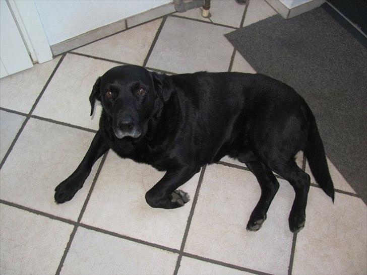 Labrador retriever Max - Max d 19/5/2011 billede 1