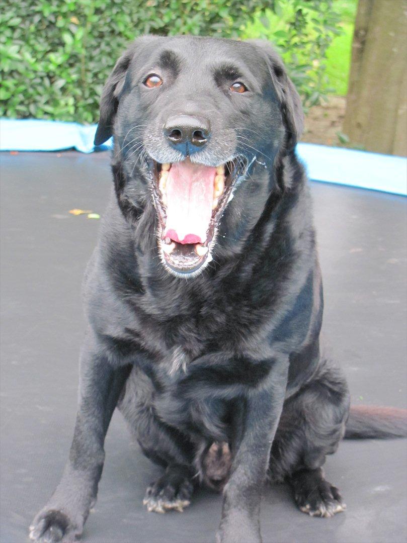 Labrador retriever Max - ''Jeg gider ikke mere Mor'' billede 2