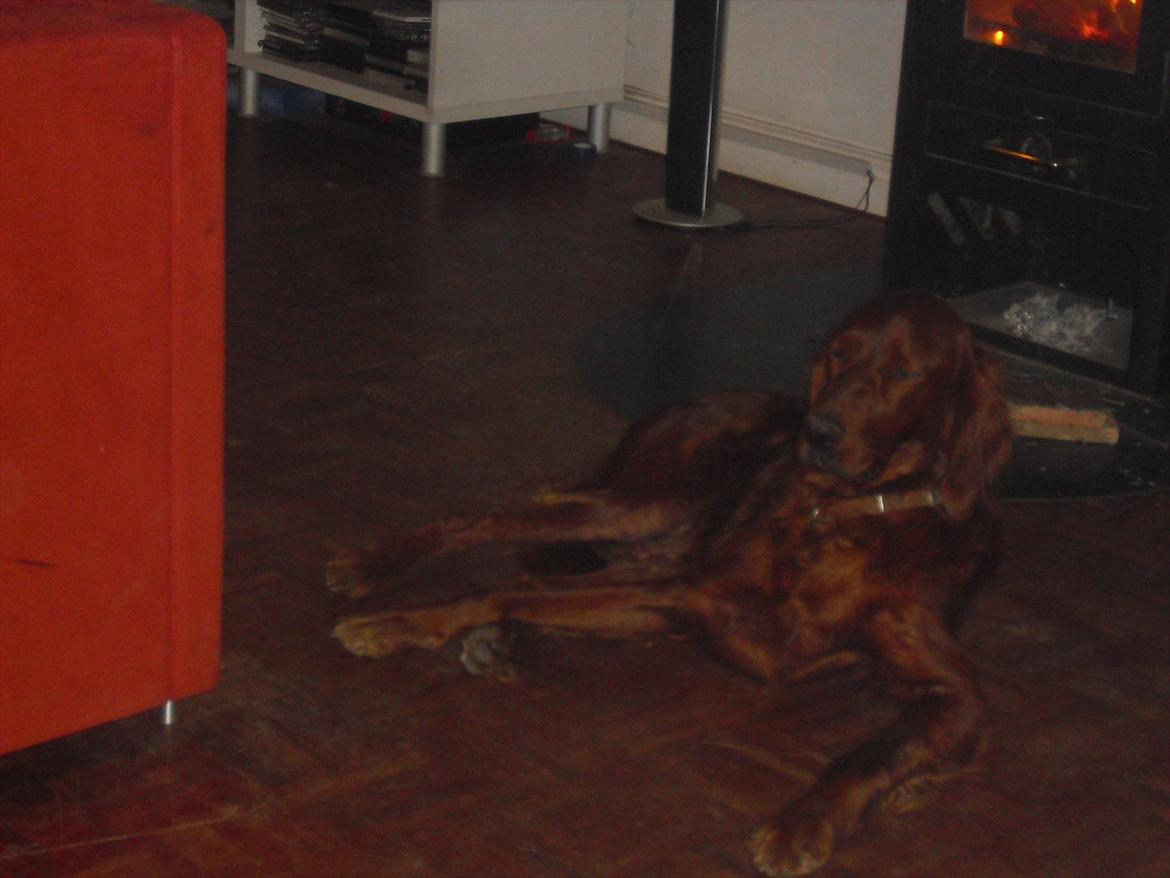 Irsk setter clay billede 1