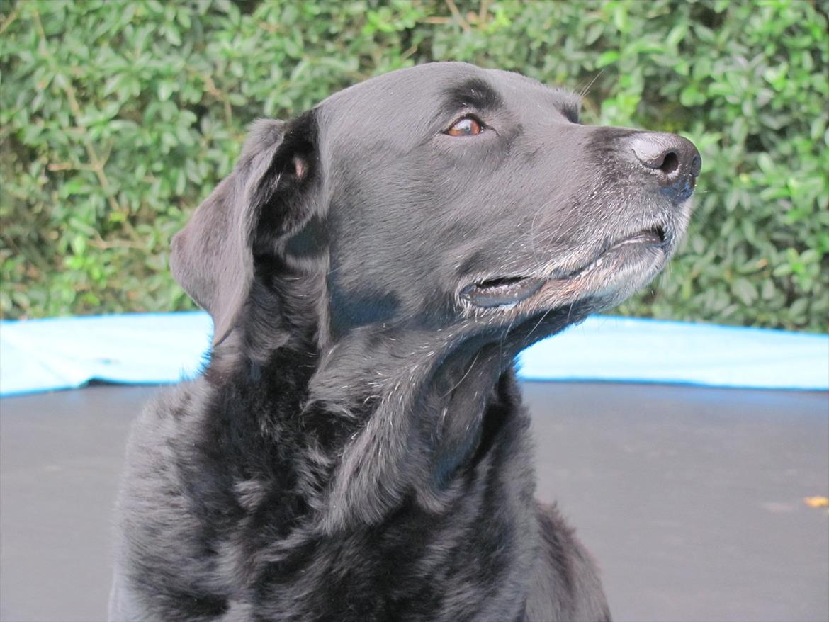 Labrador retriever Max - Dar nu er jeg en snob :) billede 3