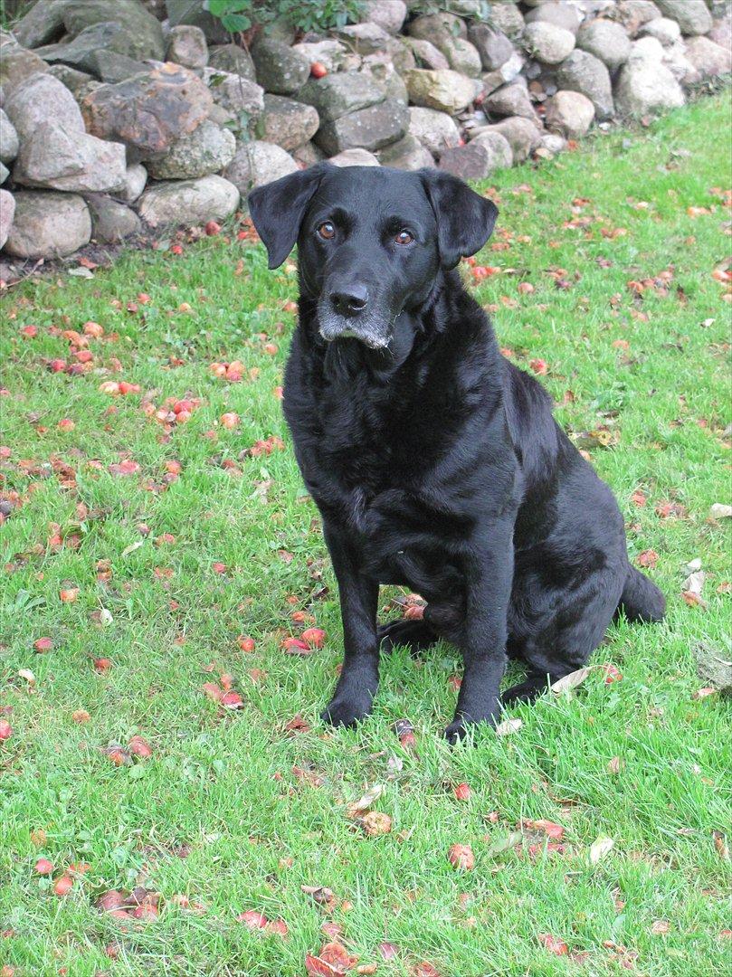 Labrador retriever Max - ''har du mon en hundekiks?????'':o) billede 4