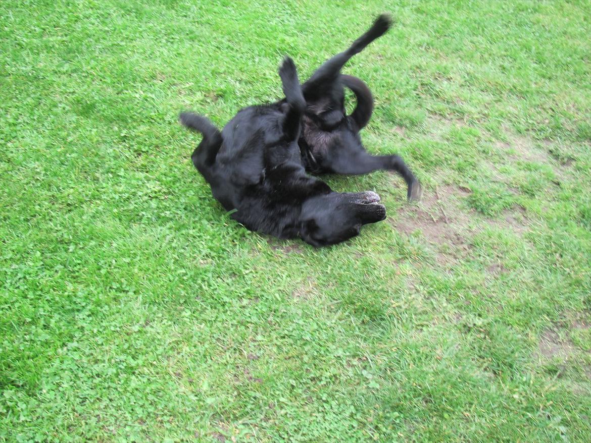 Labrador retriever Max - ''Uh ja'' Lige der :p billede 5