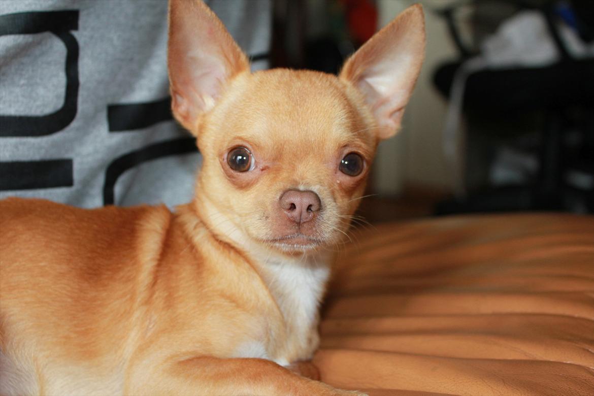 Chihuahua  ¨˜”°º•Snooki•º°”˜¨ billede 8