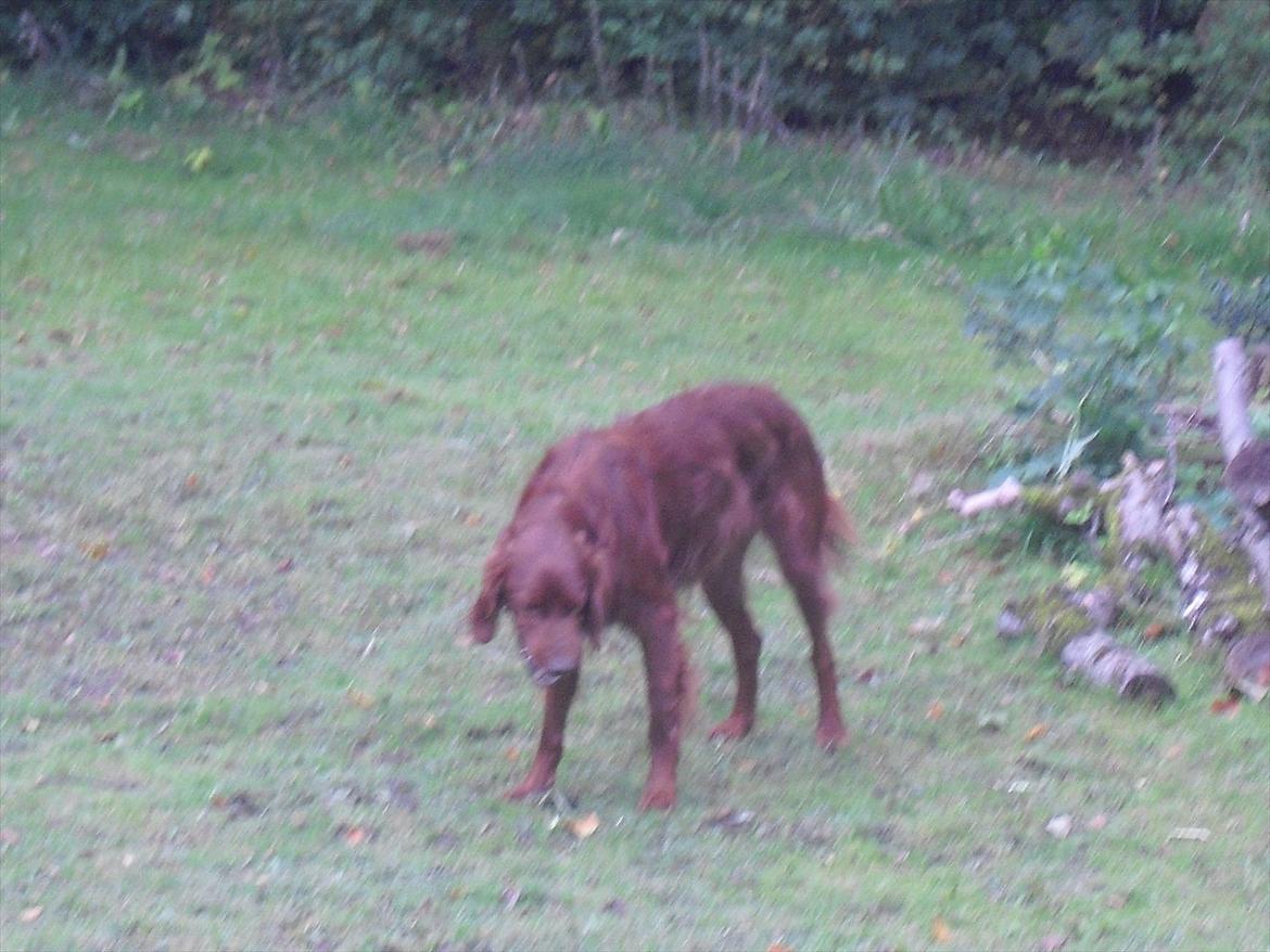 Irsk setter clay billede 4