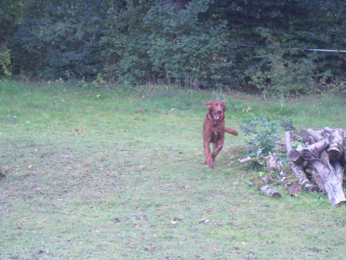 Irsk setter clay billede 5