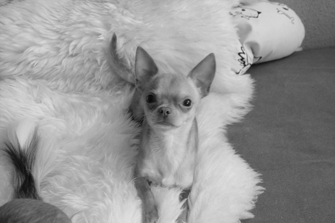 Chihuahua  ¨˜”°º•Snooki•º°”˜¨ billede 5