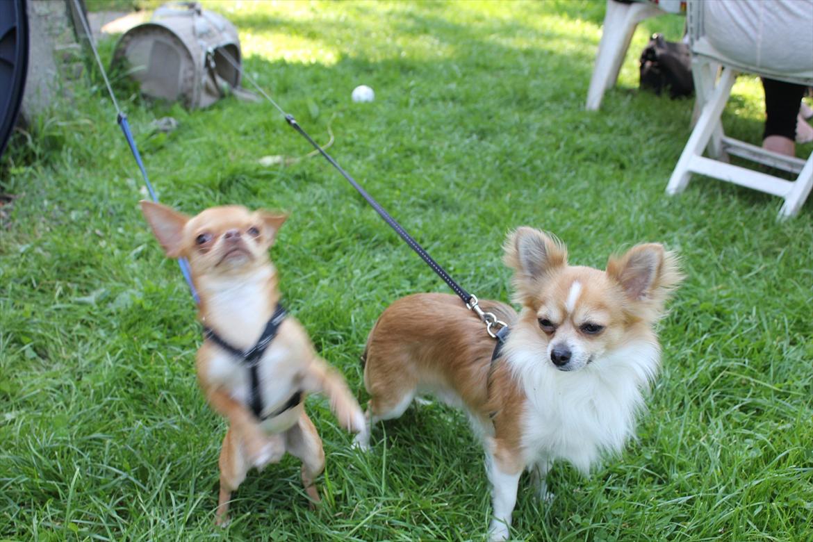 Chihuahua  ¨˜”°º•Snooki•º°”˜¨ billede 3