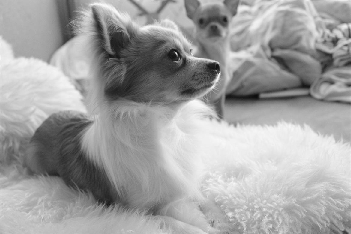 Chihuahua ¨˜”°º•Bailey•º°”˜¨ billede 1