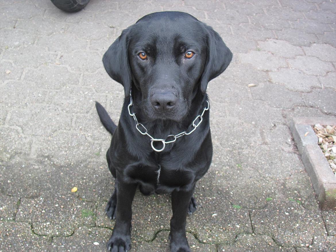Labrador retriever Baby Marco - ''Jeg hader nu at være model'' billede 1