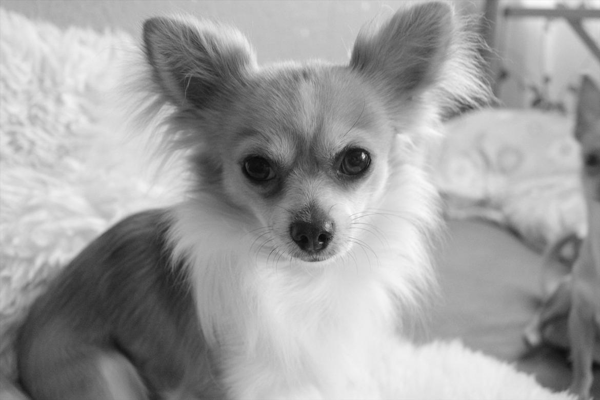 Chihuahua ¨˜”°º•Bailey•º°”˜¨ billede 2