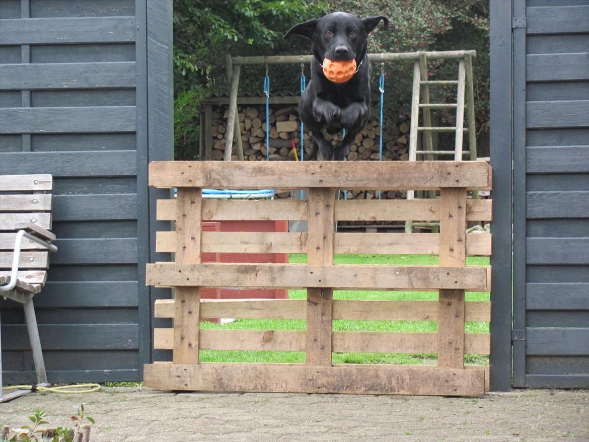 Labrador retriever Baby Marco - 105 cm..... ''WEEEEEEEEEEEEEEEEEE'' billede 2