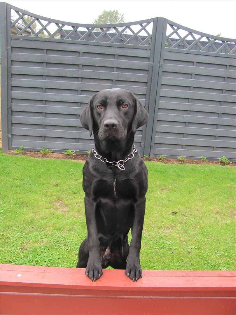 Labrador retriever Baby Marco - ''Er jeg ikke sød?'' billede 3