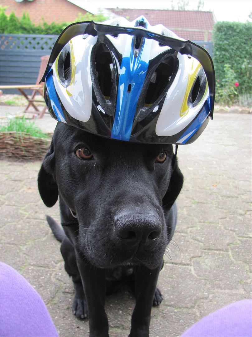Labrador retriever Baby Marco - ''Josefine siger jeg skal beskytte mig selv'' Hihi billede 4