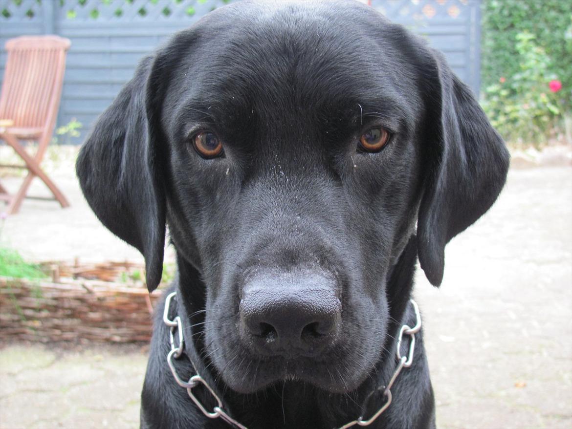 Labrador retriever Baby Marco - ''Giv mig min bold Josefine!!!!'' billede 5