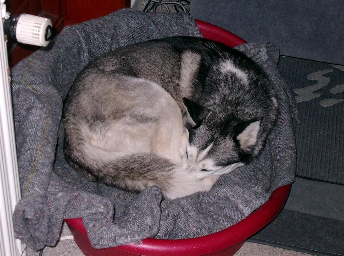 Siberian husky Lucky "himmel hund" - sover godt med næsen helt gemt billede 12